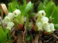 Arctostaphylos alpinus